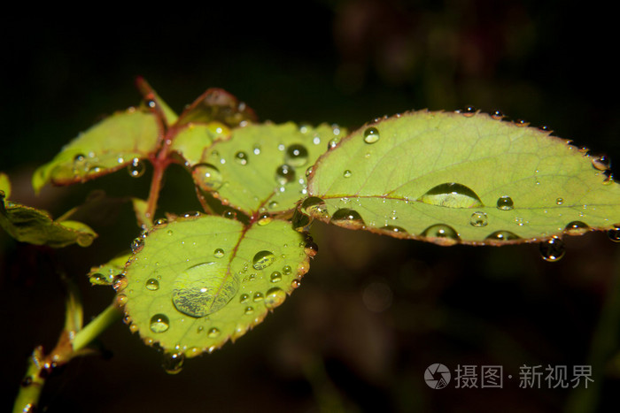 叶子上的水滴