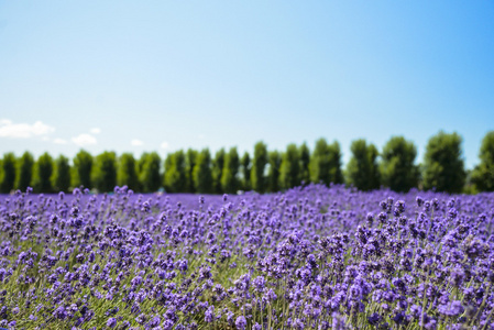 与蓝 sky1 薰衣草花田