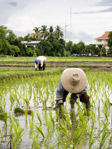 泰国农民