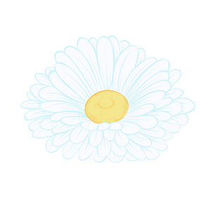 孤立的白色背景上的美丽朵雏菊花。手绘轮廓线和描边