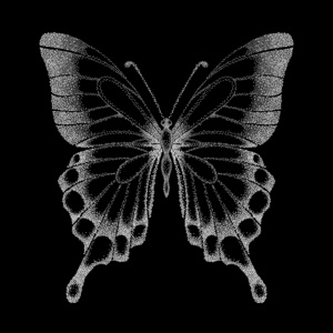 美丽的图形黑白相间的蝴蝶照片