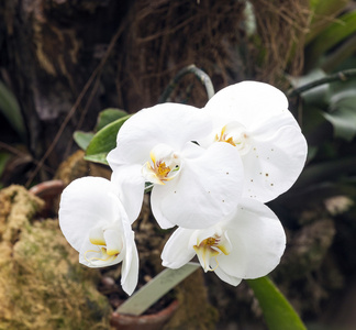 在热带花园里的白色兰花