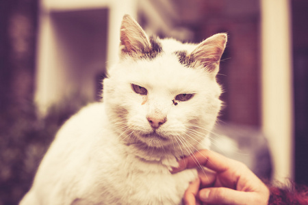 抚摸着一只小野猫图片