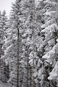 冰雪覆盖的树枝