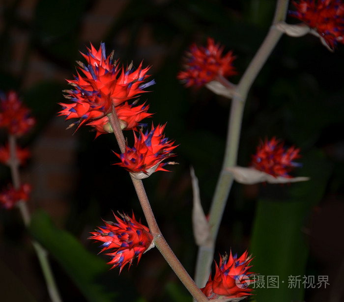 在黑色的 hohenbergia stellata 凤梨