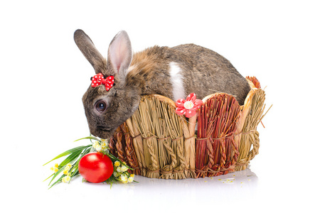 复活节小兔子坐在热身活动来