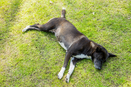 黑色的狗睡在绿色 grass2