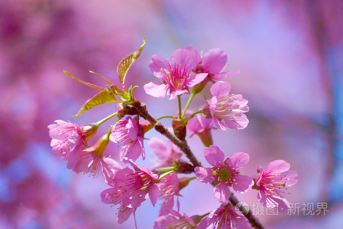 粉红色的花"野生喜马拉雅山樱桃