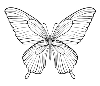 图形黑白相间的蝴蝶.手绘轮廓线和中风.一个孤立的白色衬底上照片