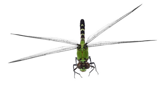 东部 pondhawk 蜻蜓，erythemis simplicicollis