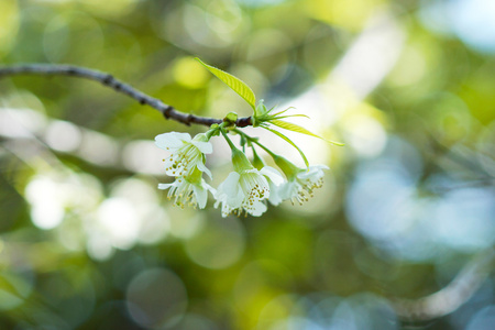 白花野生喜马拉雅山樱桃