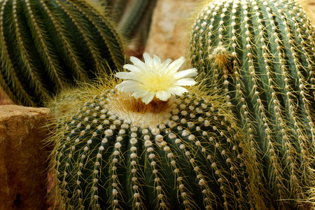 黄色仙人掌花