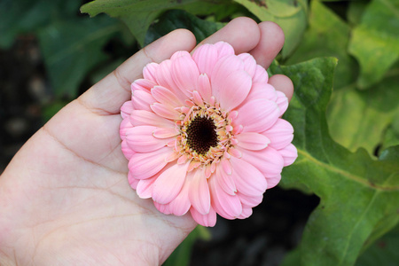 在花园里的粉红菊花