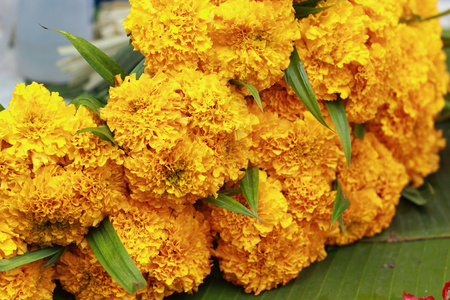 万寿菊花卉市场