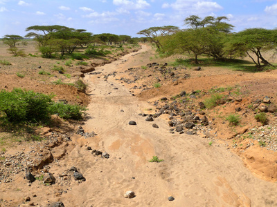 干燥的河床。不很远的地方是森林。非洲肯尼亚