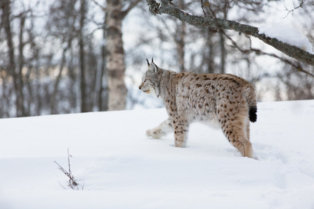 行走在雪地猞猁