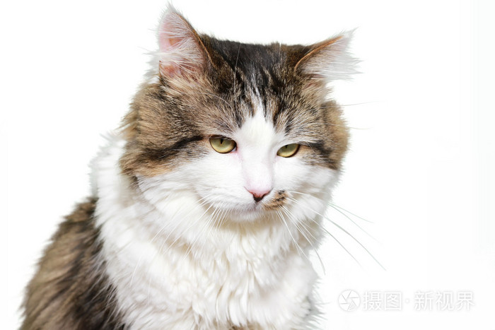 蓬松的五彩的猫