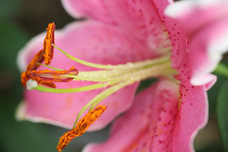 粉色百合鲜花