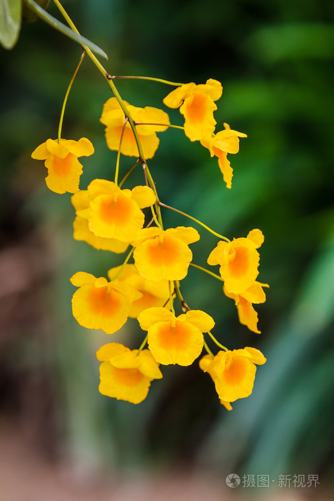 兰科植物黄橙色石斛lindleyi