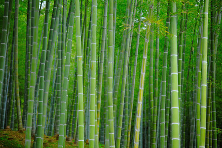t-雷克斯孵化蛋丛林中的木竹小屋竹科在竹林里,美丽的绿色自然背景