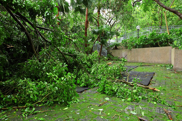被台风损坏的花园