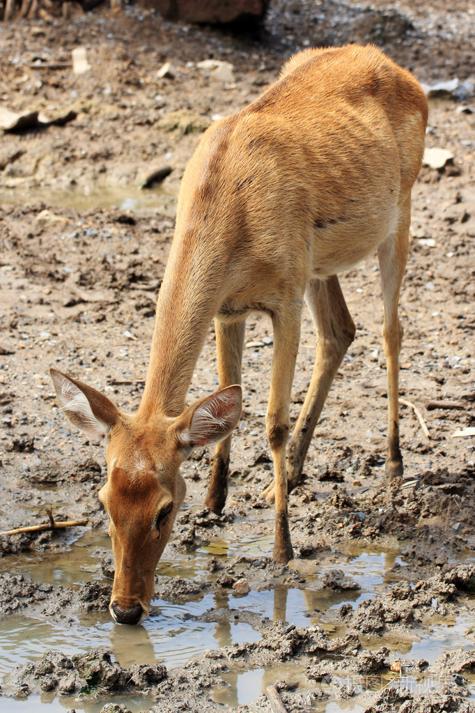 鹿喝水