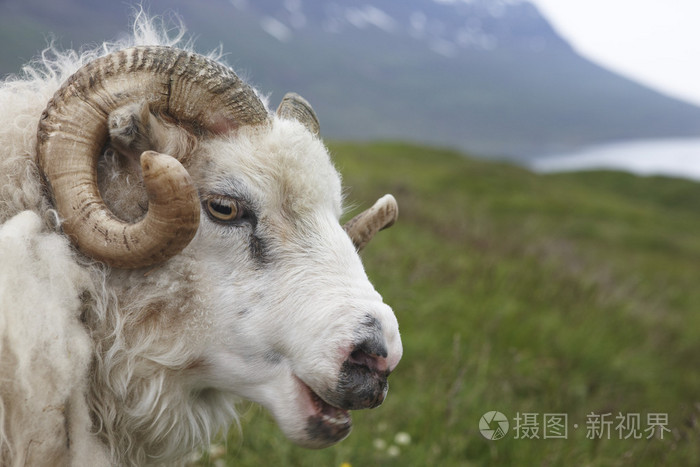 冰岛的羔羊和峡湾