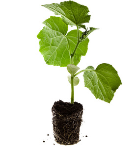 黄瓜苗图片-黄瓜苗素材-黄瓜苗插画-摄图新视界