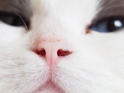 一只猫的鼻子