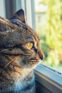 猫从窗口看外面
