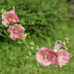 粉红，蜀葵花卉