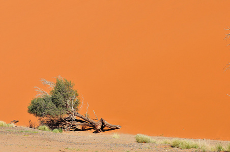 树和沙丘景观附近 sossusvlei，纳米比亚