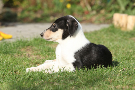 牧羊犬顺利在花园里