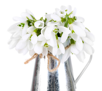 美丽的雪花莲，在金属的花瓶里，白色衬底上分离