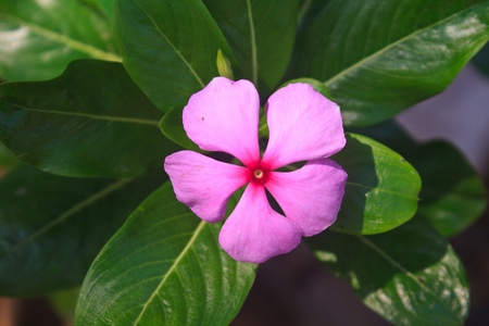 长春花花卉