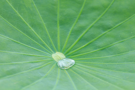 荷叶上的水珠图片