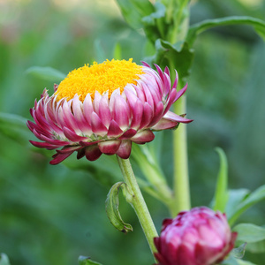 草花的特写