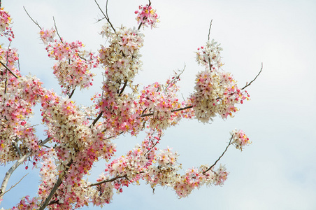 李属樱野与美丽的天空