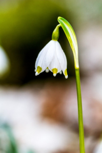 野生的雪花花