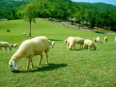 羊在草地上放牧草地