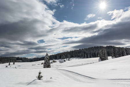 在一个下雪的草甸与跨国家滑雪轨道在他们周围的树木