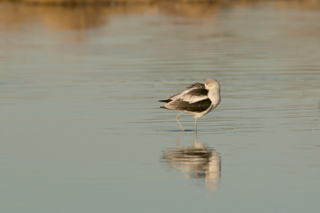 美国 avocet