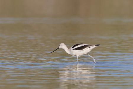 美国 avocet