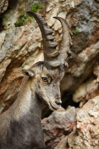 高山 ibex