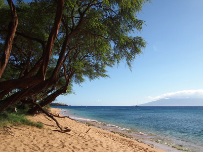 卡纳帕利海滩与温柔的海浪和高大坚固的树