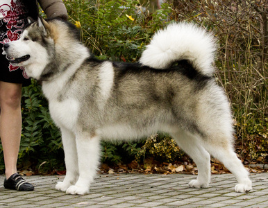    malamute