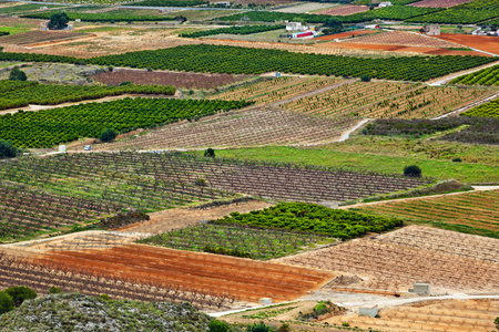 水果树种植园照片