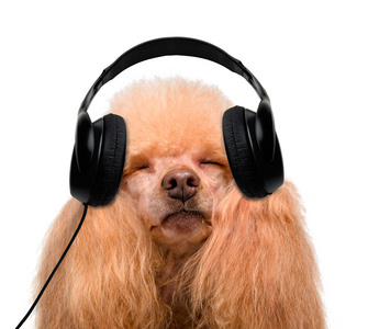狗在听音乐的耳机