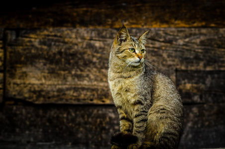 野生猫