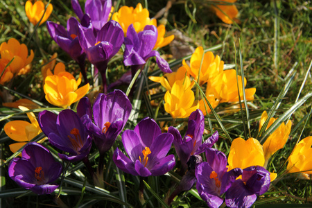 在春天的阳光下的紫色和黄色 crocusus